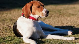 American foxhound lying down