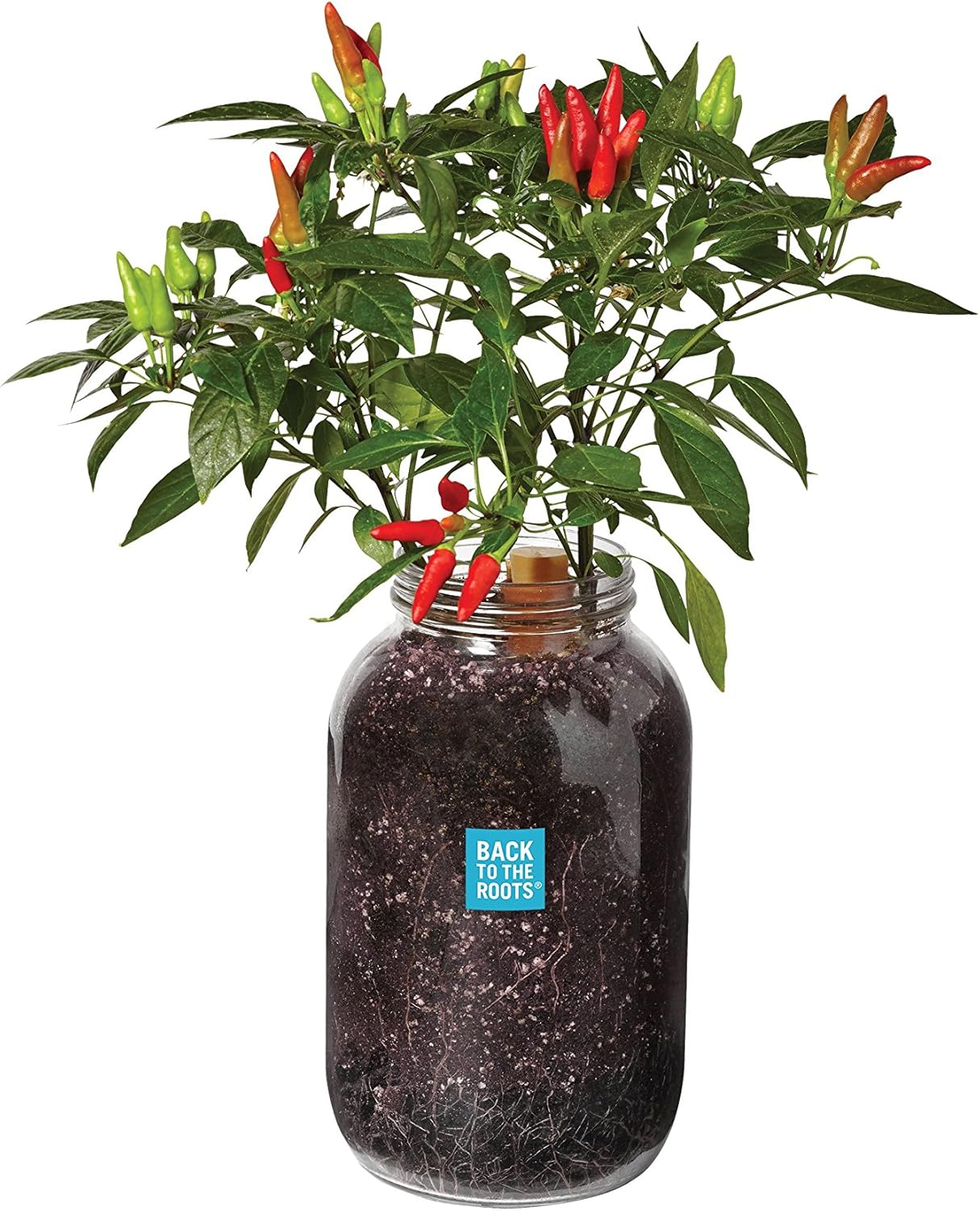 Back to the Roots Non-Gmo Chili Planter, Grow Organic Chili Peppers Year Round, Windowsill Grow Kit, Top Gardening Gift, Holiday Gift, &amp;amp; Unique Gift