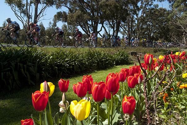 Tulips were out in splendor as the peloton rolled by during the 150km men's race in the Herald Sun Classic in Buninyong.
