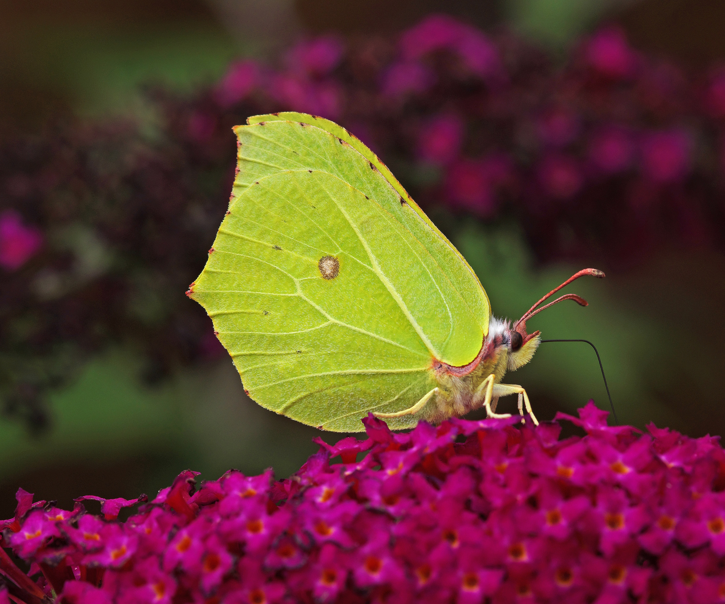 Brimstone butterfly on pink butterfly bush
