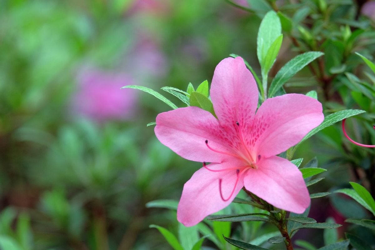 Transplanting azaleas deals