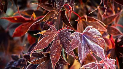 Japanese maple with red foliage and a dusting of frost in the winter