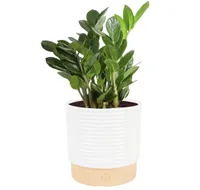 Costa Farms  ZZ Plant