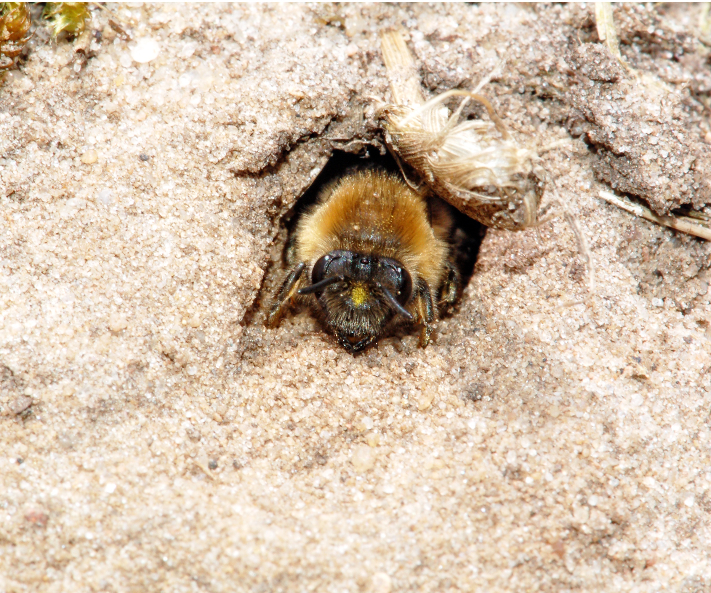 Mining bee in sandy soil