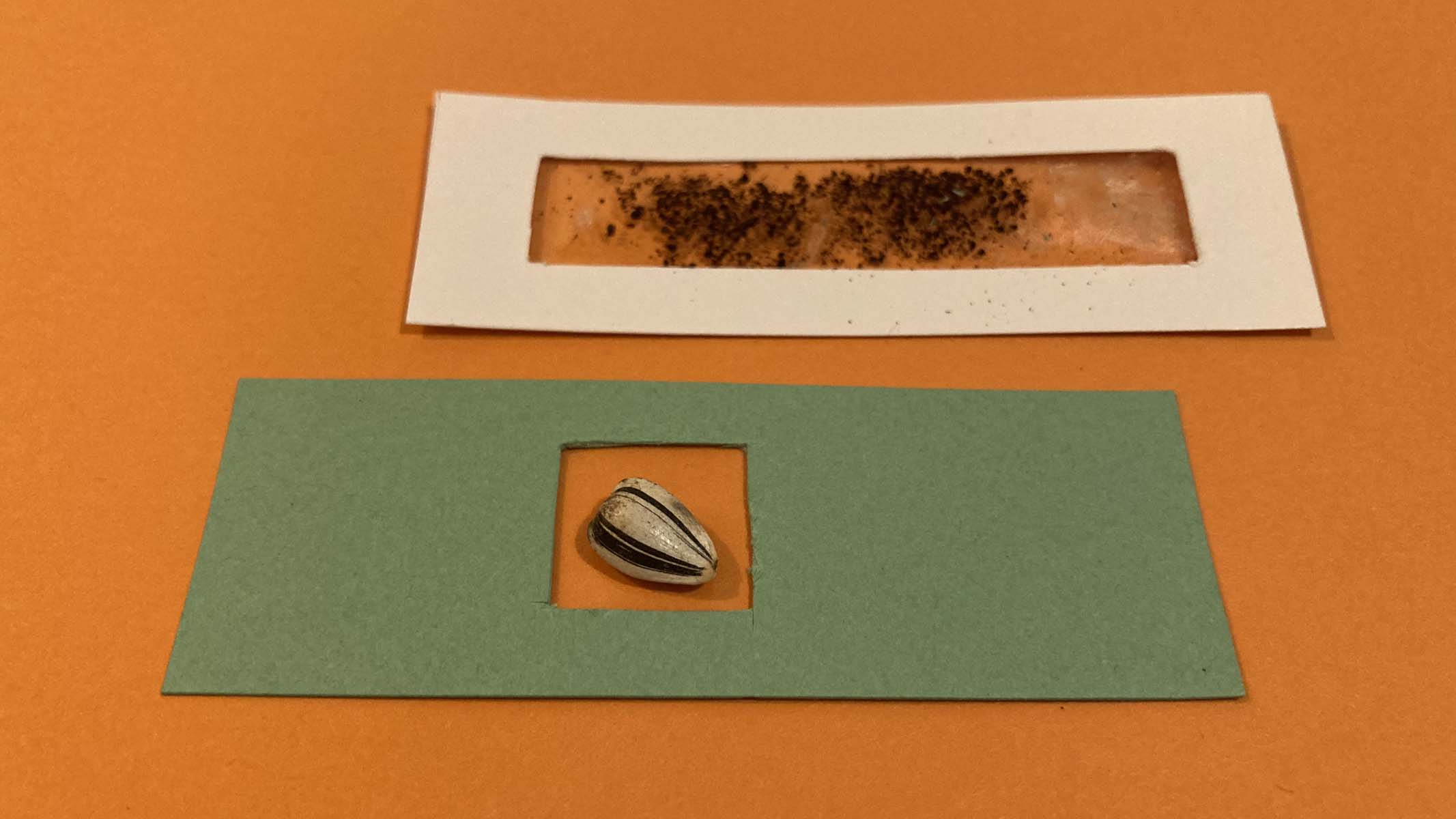 microscope slides with sunflower seed and coffee grounds