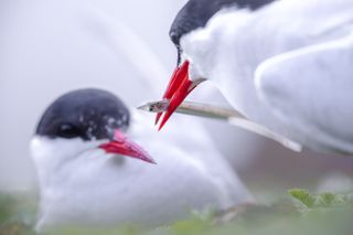 British Ecological Society Photographer of the Year