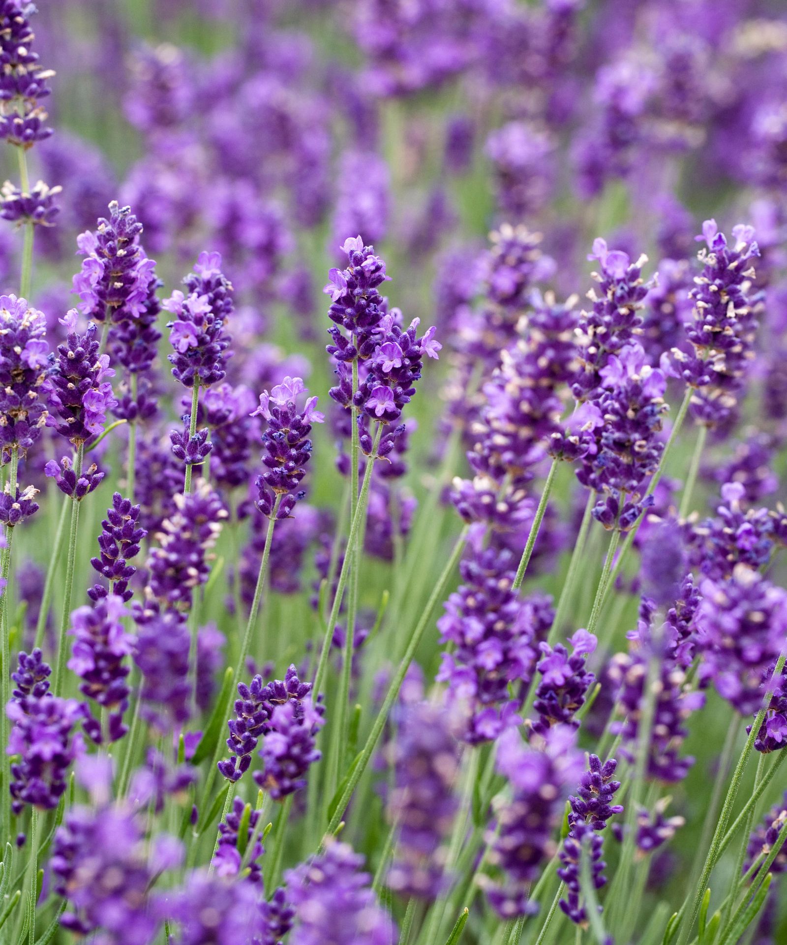 Types of lavender: 15 stunning varieties to grow | Gardeningetc