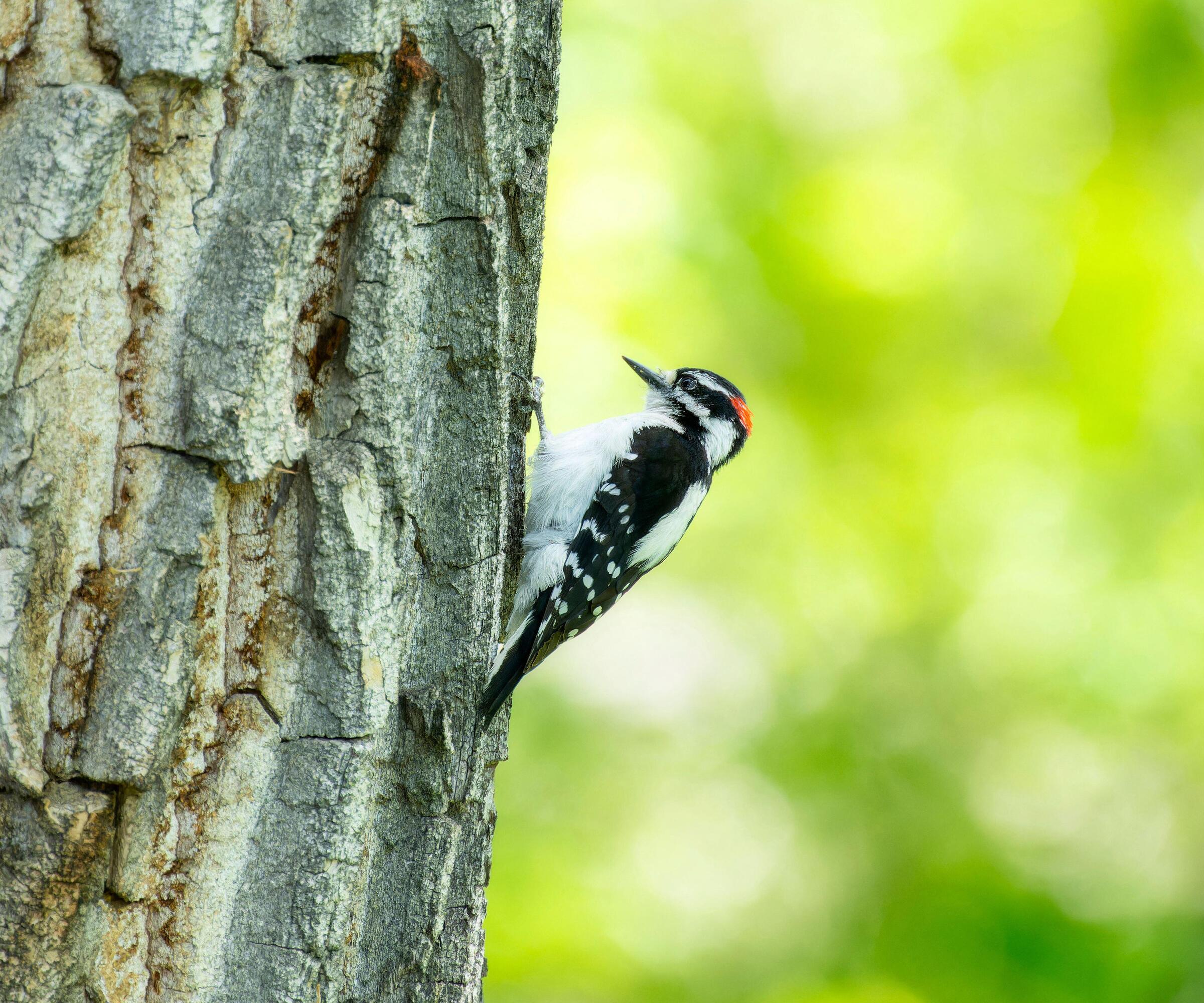 A Downy Woodpecker (Dryobates pubescens) perches on a tree trunk with a green; out-of-focus background