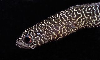 Heteroconger new garden eel, one of nine new species identified through Conservation International’s Bali Rapid Assessment Program.