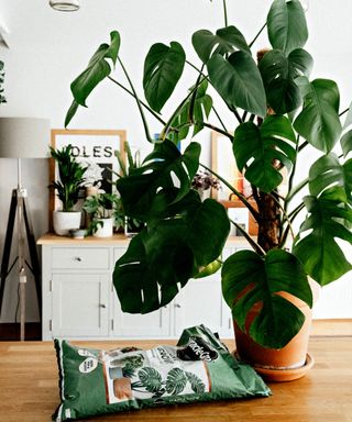 A monstera house plant in a pot beside a bag of potting soil