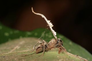 The zombie ant has a helper — a hyperparasite fungus. Shown here, a zombie ant with the brain-manipulating fungus (<em>Ophiocordyceps unilateralis</em>) having been castrated by the hyperparasite fungus (white with yellow material).