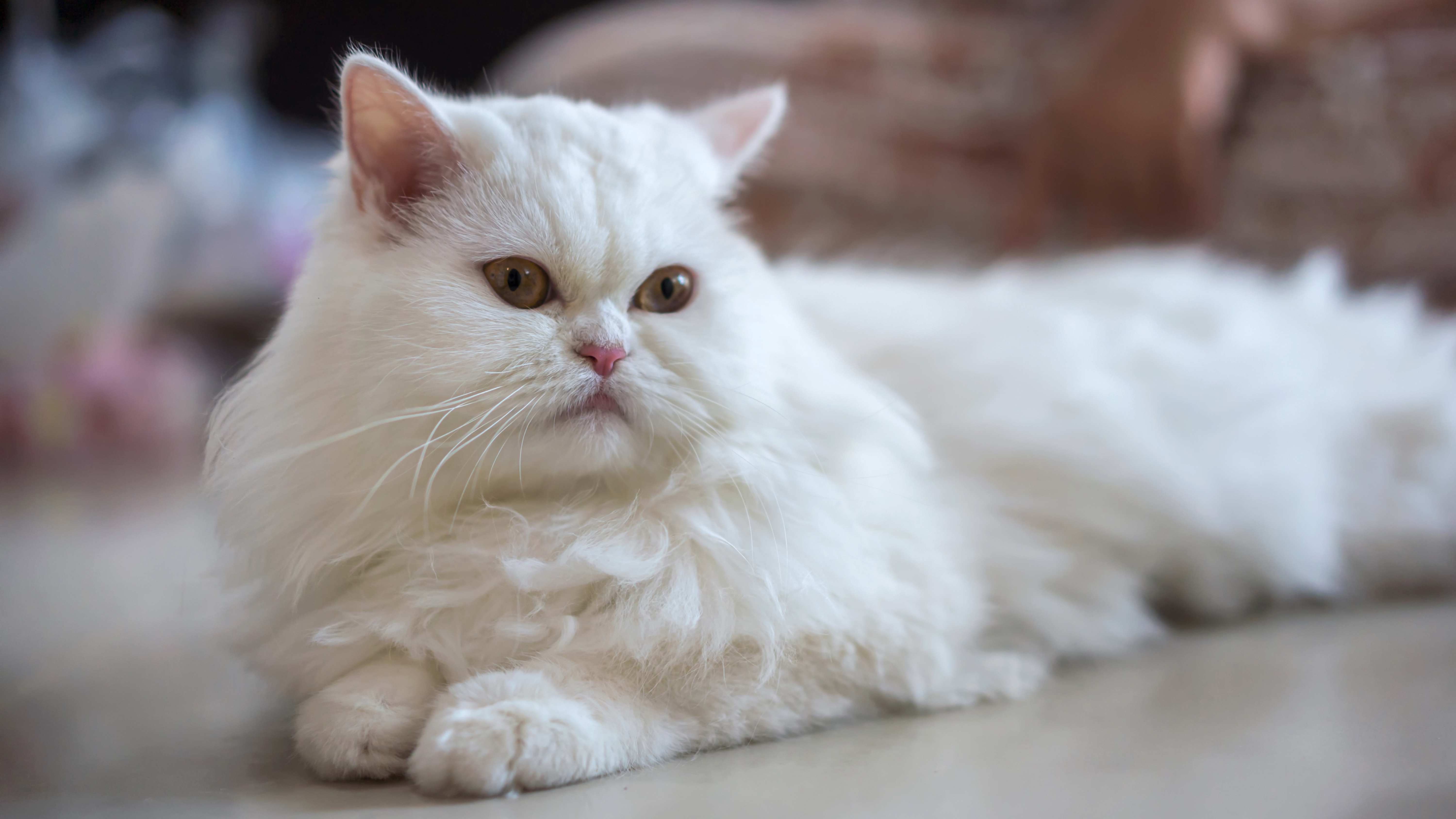 Persian cat