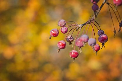 crabapples 1