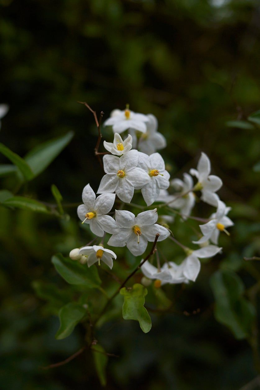 Jasmine Nightshade the Potato Vine