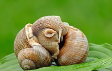 mating ritual of the snail