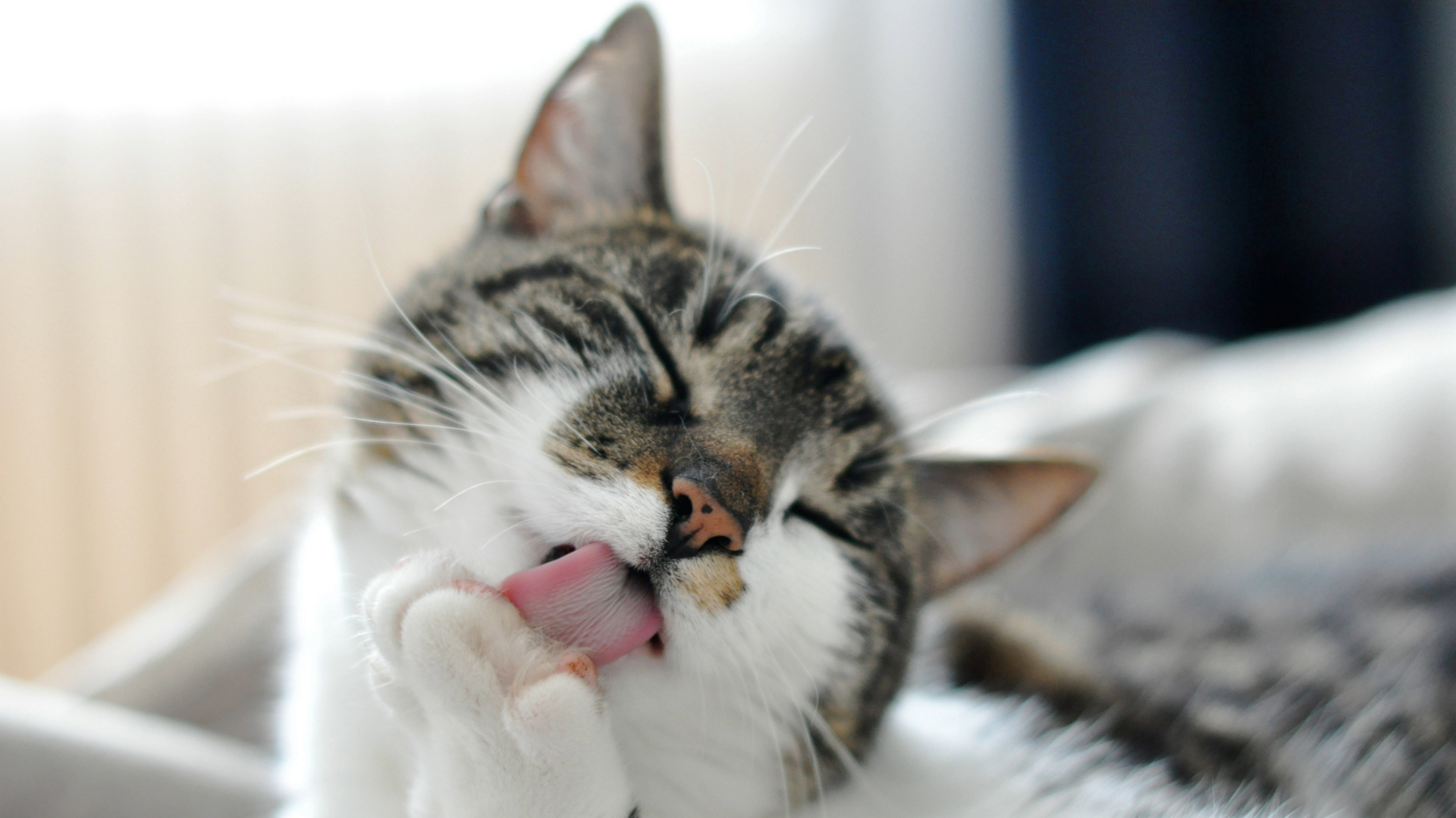 Cat grooming itself