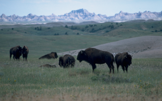 Badlands National Park in South Dakota national park service