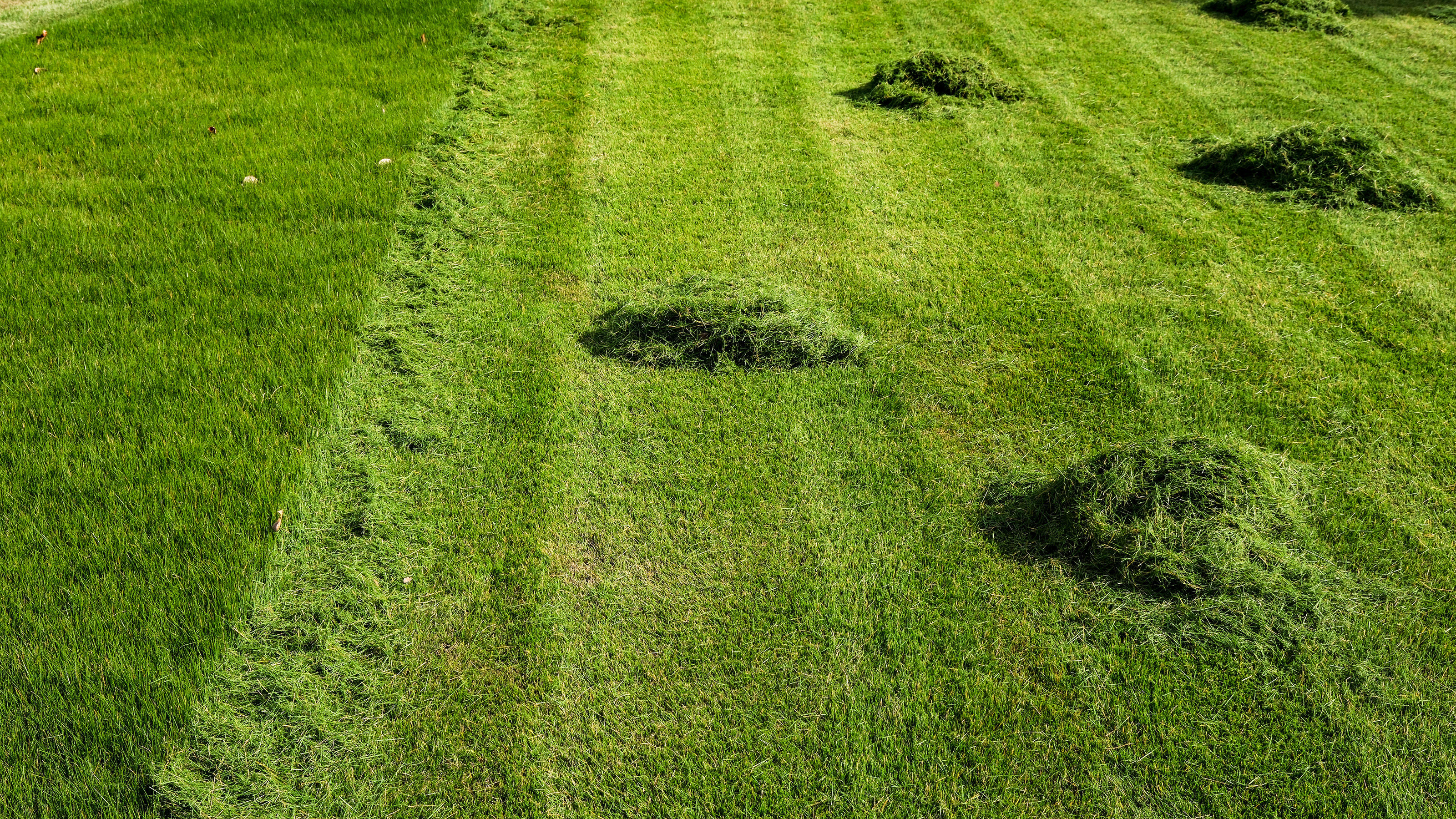  reuse grass clippings part mowed lawn with piles of grass clippings on it 