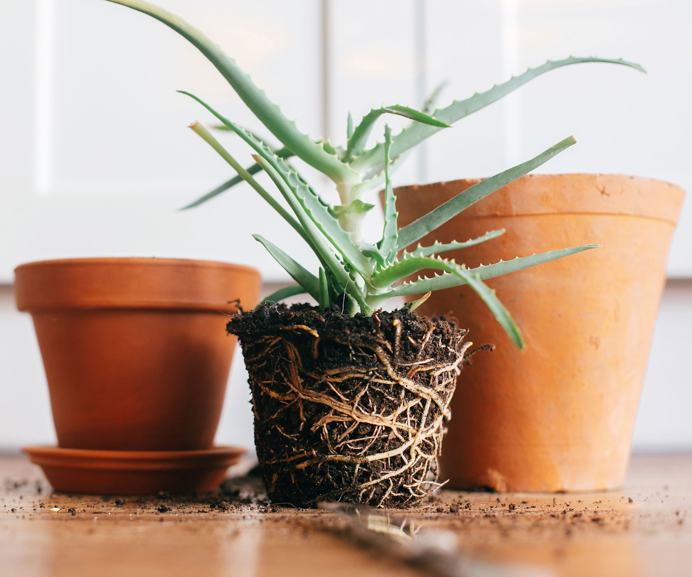 plant roots showing on healthy aloe vera
