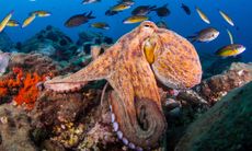 An octopus crawling across the bottom of the sea floor in the Mediterranean Sea