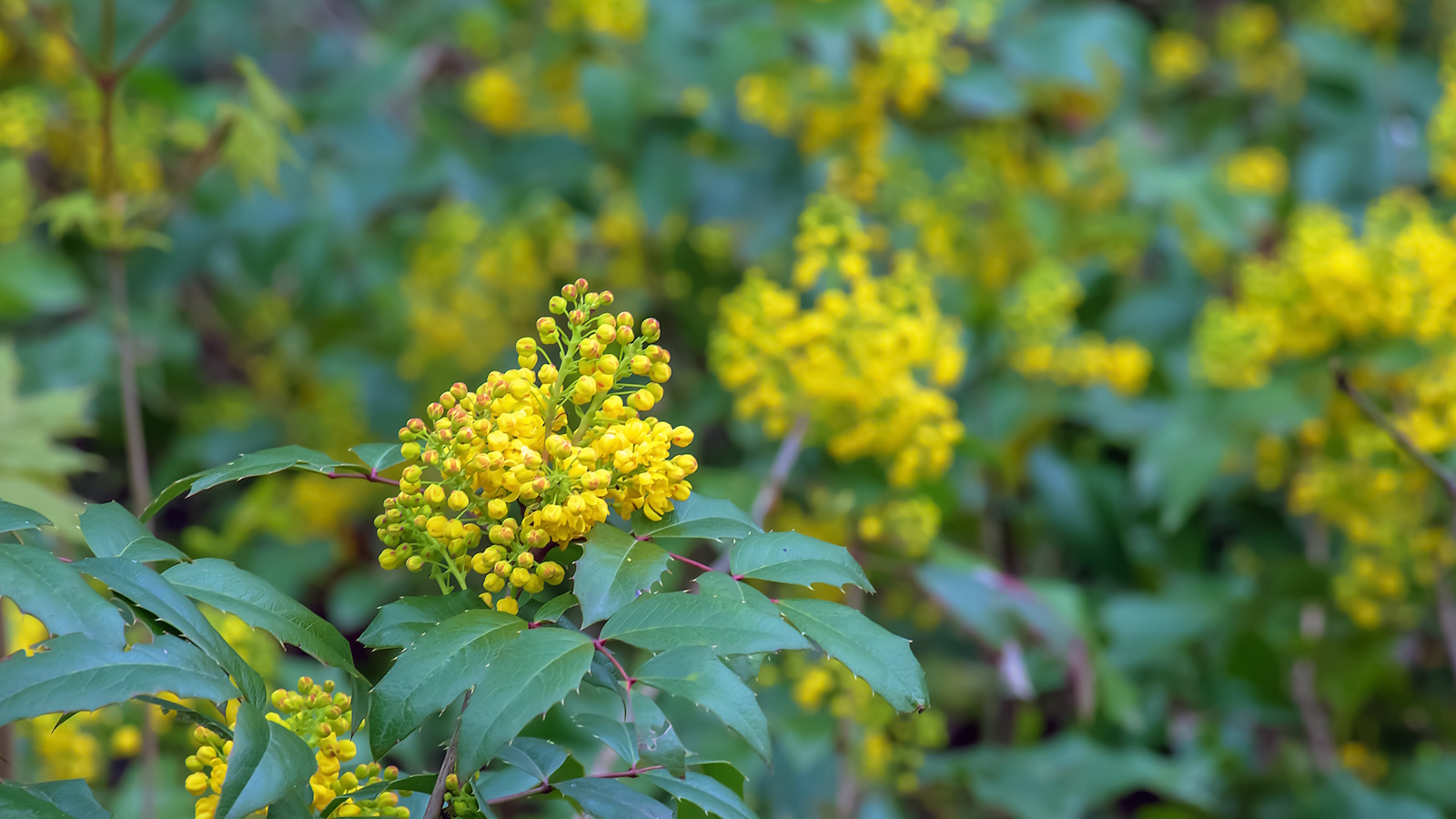 Yellow flowers and dark green leaves of the Oregon grape evergreen shrub