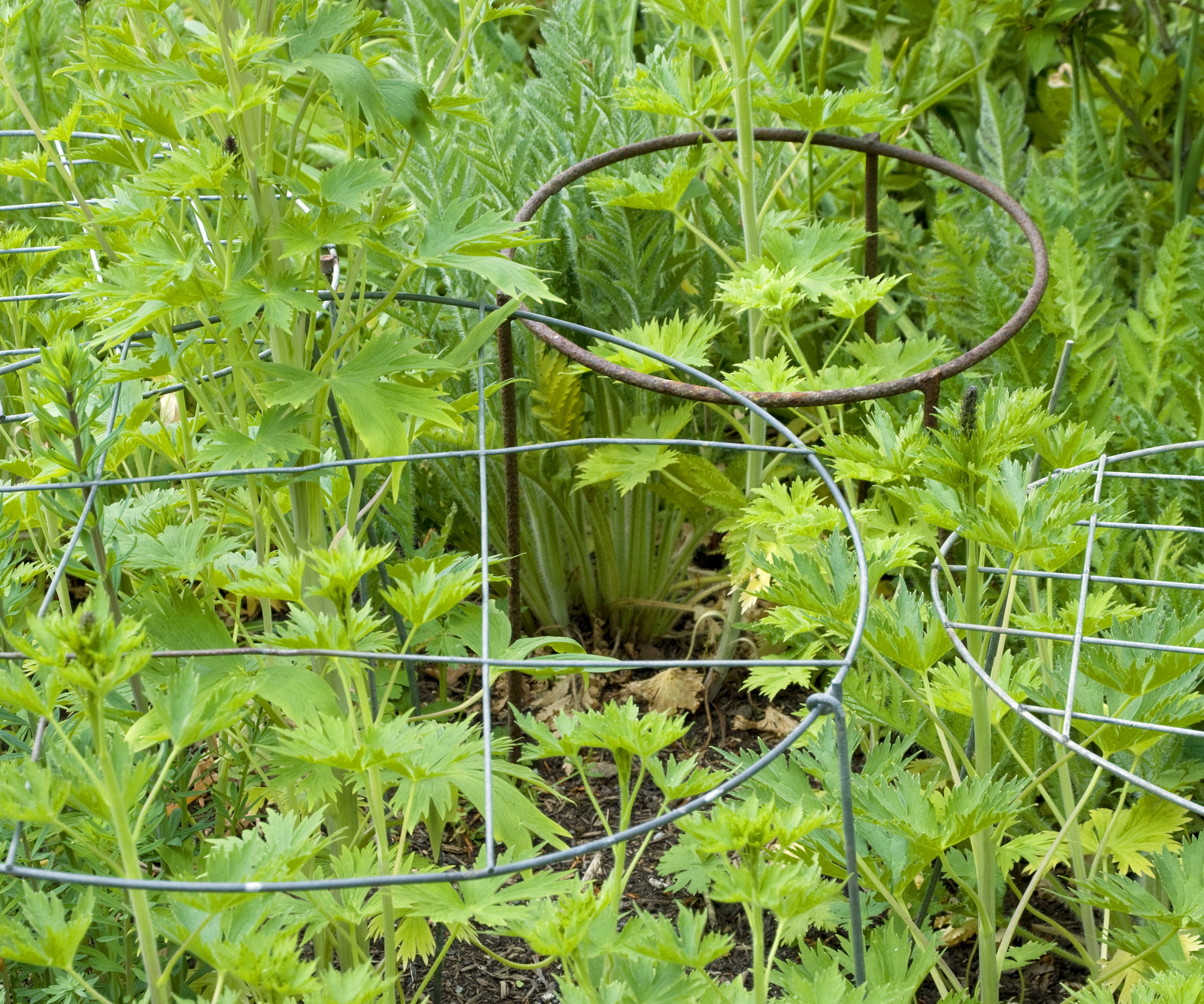 Circular metal plant supports are in place in a garden