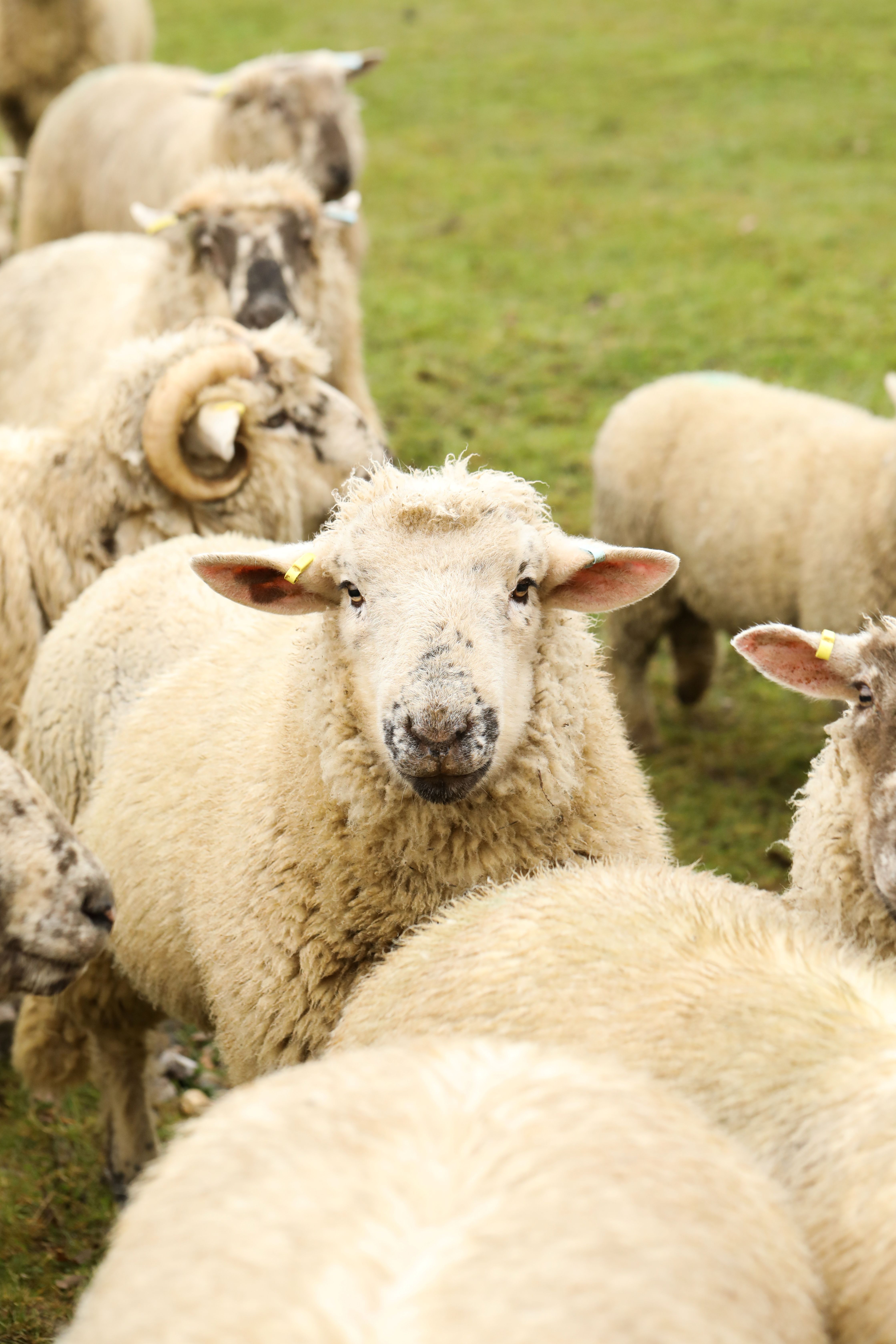 do luxury hotels need a farmer in residence