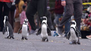 Penguin Town — taking a waddle through the streets!