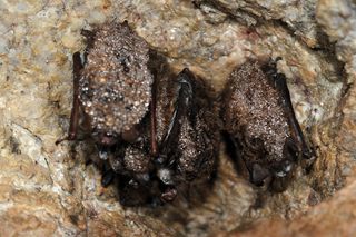 Cluster of little brown bats with white-nose syndrome.