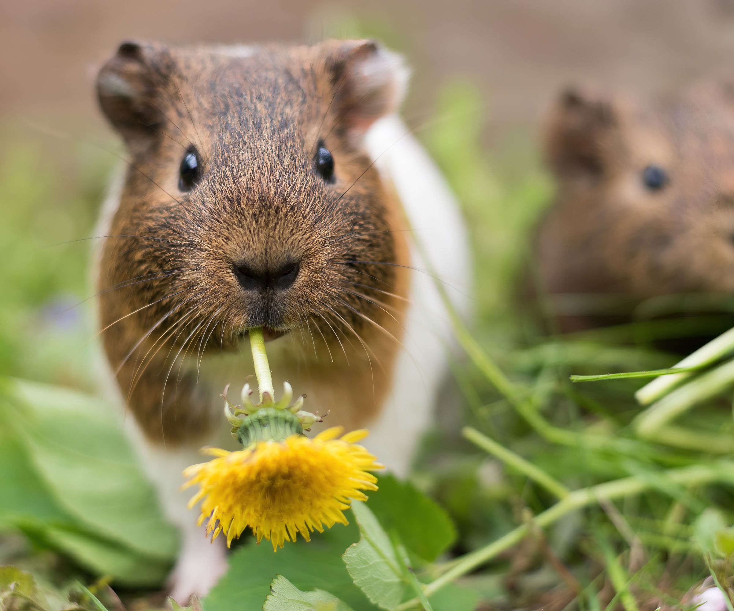 Close-up of guinea pig in garden