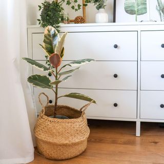 rubber plant in a home