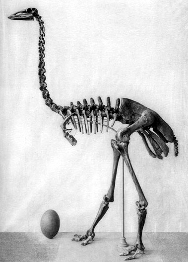 A black and white illustration of a large, long-necked bird with a giant egg next to their skeleton.