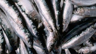 herring at a fish market