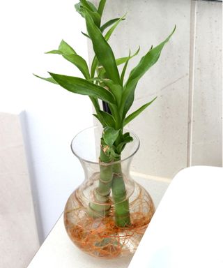 Bamboo shoots in water with roots