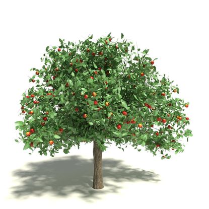 Illustration Of An Apple Tree