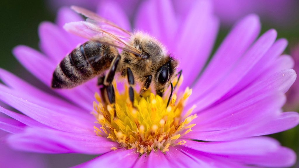 honeybee on a flower