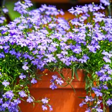 Terracotta pot with blue lobelia