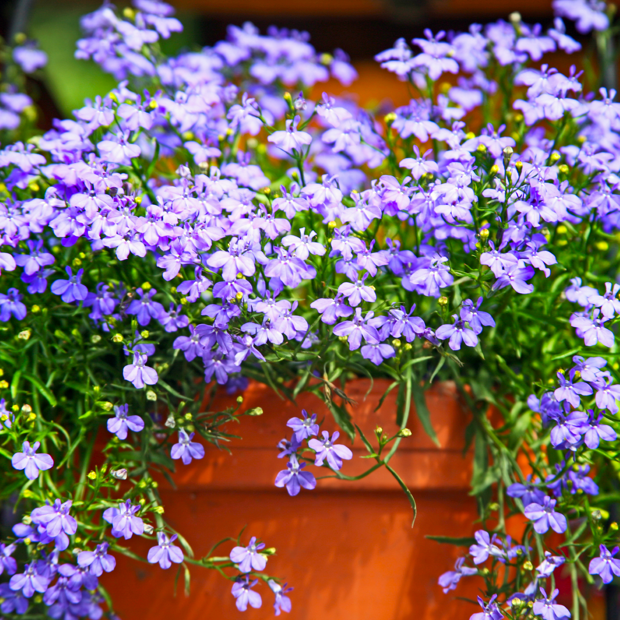 Terracotta pot with blue lobelia