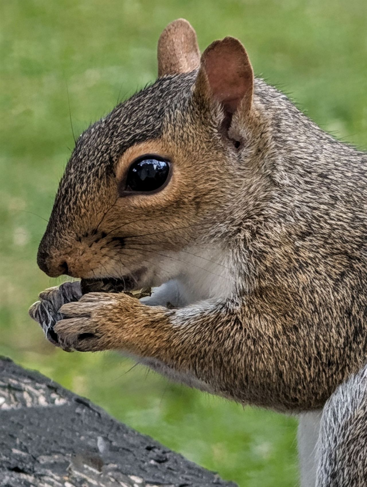 Google Pixel 10 Pro XL Pro Res Zoom sample.