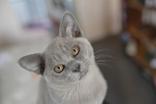 Grey Burmese cat (longest living breed) ooking at the camera