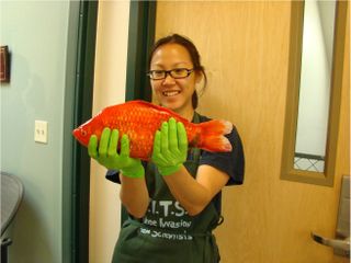 girl holding giant goldfish