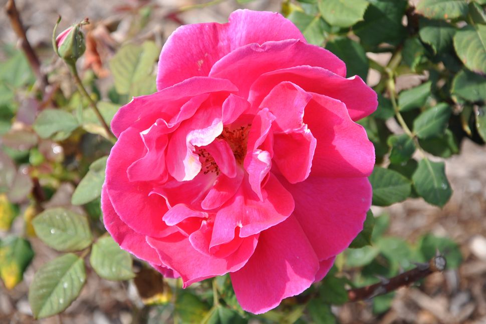 Beautiful Rose Flower Photos Rose Pictures & Information Live Science