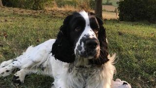 Olly the Springer Spaniel