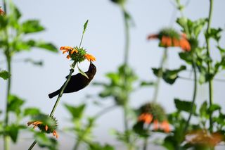 Sunbird on a bright orange flower