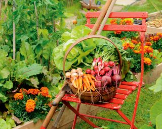 Red chair with vegetable basket next to veg plot