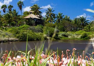 necker island with flamingos