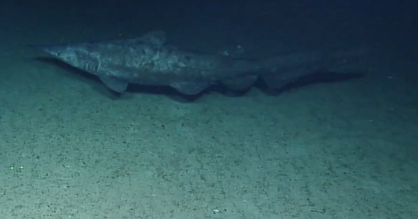 A goblin shark swimming above sandy substrate in the Pacific Ocean,