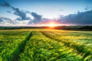 Sunset over farm land with barley blowing in the breeze