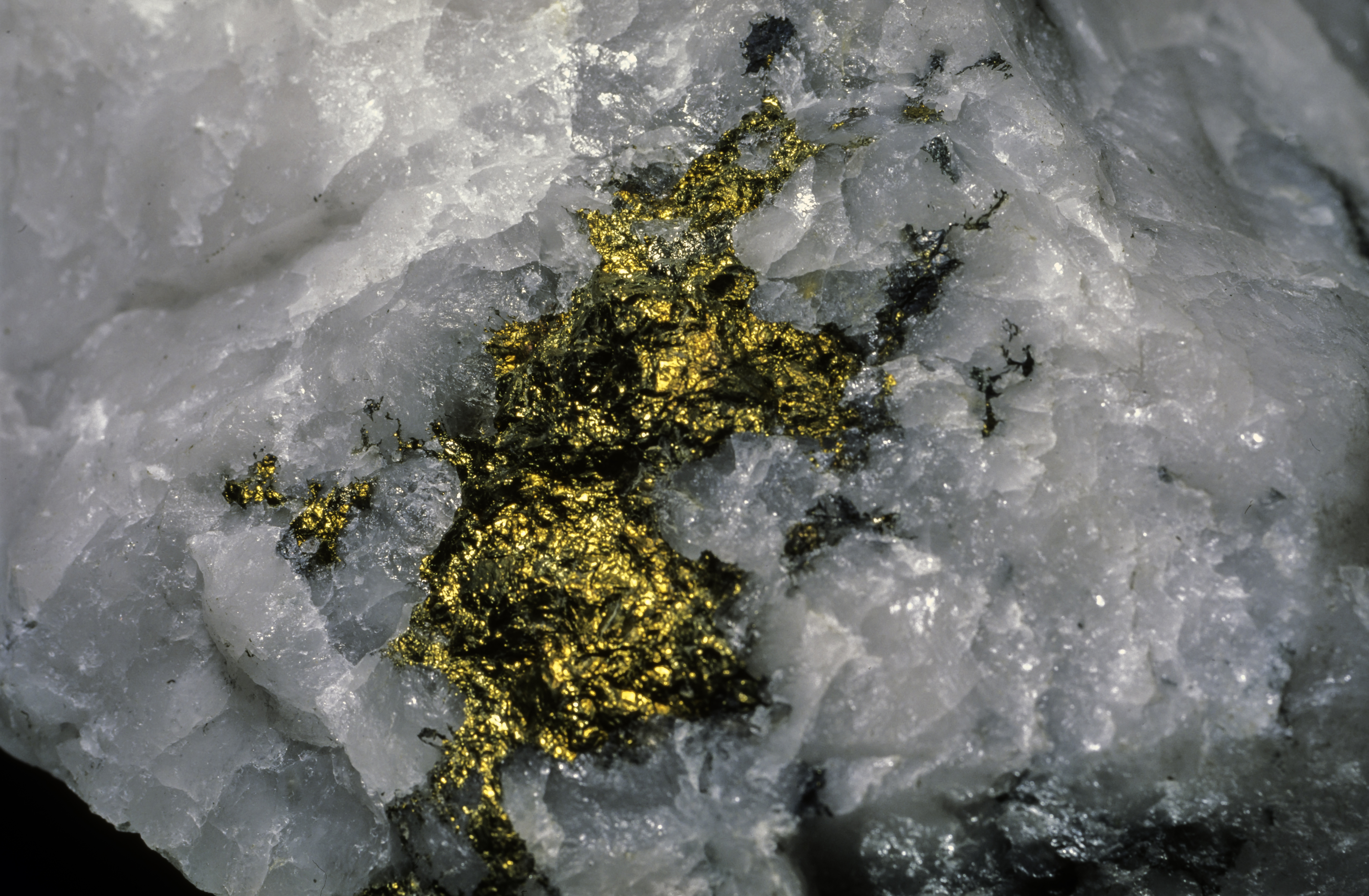 Gold nugget 'trapped' in quartz.