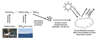 How guano from Arctic seabird colonies undergoes several chemical reactions before affecting cloud reflectivity.